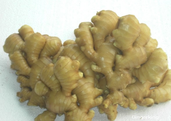 http://www.gingerking.com/foodstuff/ginger.files/large%20ginger.jpg